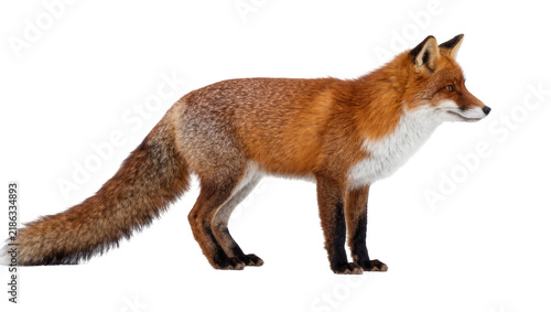 Obraz na płótnie Red fox with bushy tail standing, isolated on transparent background