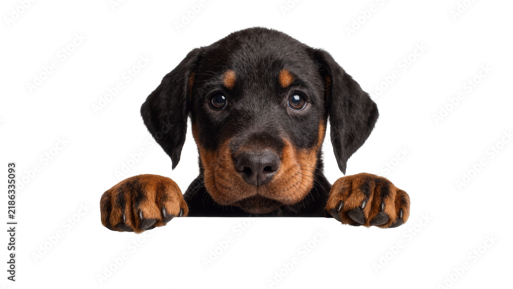 Fototapeta premium Adorable Rottweiler puppy peeking over a surface, isolated on transparent background