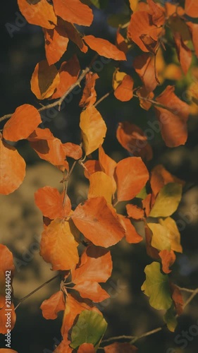 Golden autumn leaves in the trees