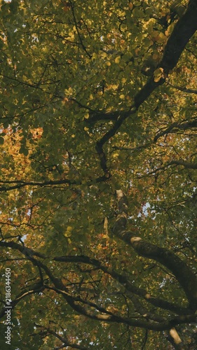 Golden autumn leaves in the trees