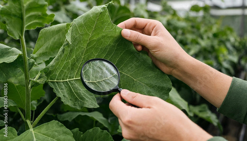 Hands using a magnifying glass to inspect a green leaf for plant diseases or pests in a greenhouse with plant inspection plant health botanical research greenhouse plants leaf diagnosis