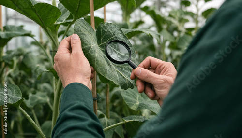 Hands using a magnifying glass to inspect a green leaf for plant diseases or pests in a greenhouse with plant inspection plant health botanical research greenhouse plants leaf diagnosis