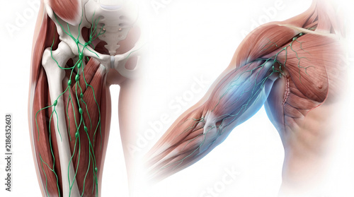 Lymphatic system anatomy illustration showing lymph nodes and vessels across muscular human arm and leg structures, rendered in detail on a white background for medical education
