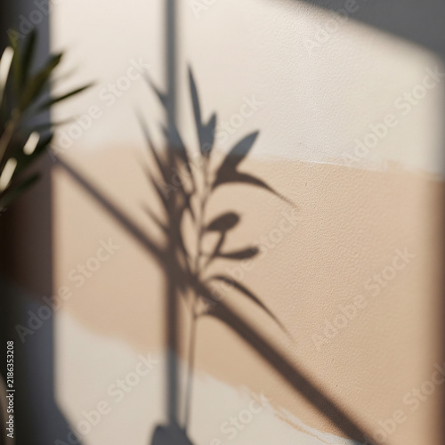 Aesthetic plant silhouette shadow on two-tone neutral beige and white wall. Natural window light and foliage overlay background. Minimalist interior mock up space with warm sunshine.