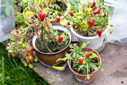 Fototapeta ornamental indoor pepper bushes in flower pots