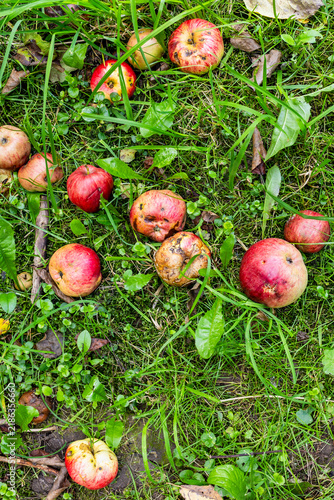 Naklejka fallen ripe apples close-up on green ground