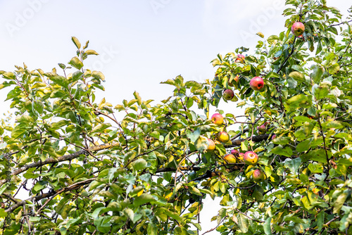 ripe apples on old apple tree at summer sunset