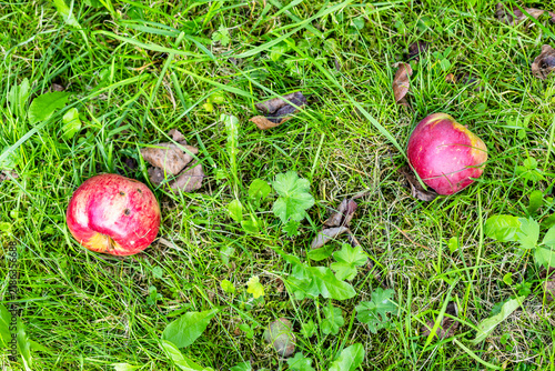 Naklejka two red fallen apple fruits on ground close-up