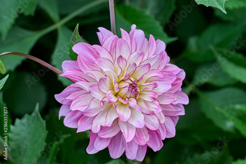 Cuadro en lienzo close-up of a large white and pink dahlia surrounded by plenty of greenery