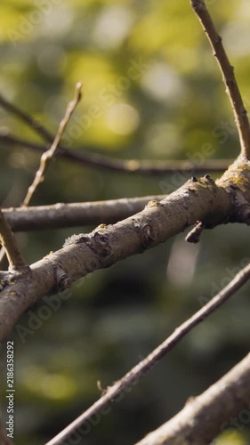 Kingfisher diving off a tree branch