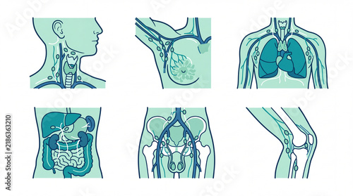 Lymphatic system anatomical diagrams of human body regions in teal line art style, featuring lymph nodes and internal organs for medical education, healthcare infographics, and clinical study