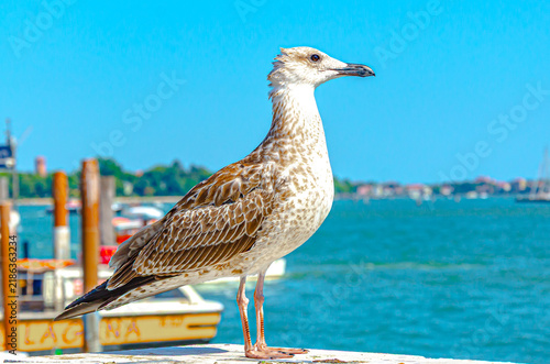 seagull on the pier