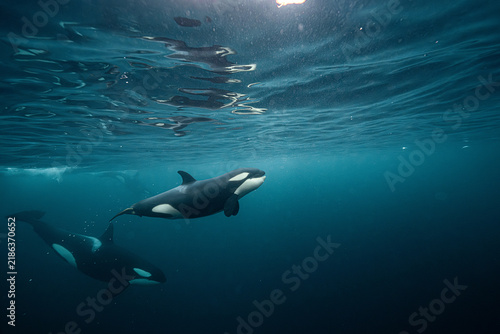 Photography Orcas swimming together in blue arctic waters