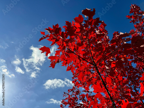 Obraz na płótnie Red maple acer rubrum tree in autumn