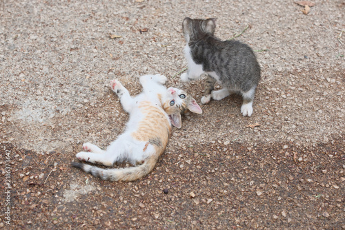 Quadro su tela Two Cute Stray Kittens Lying on Asphalt Path in Public Park