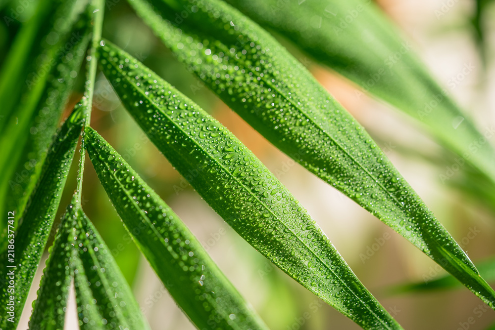 Obraz premium Green palm frond leaves showing numerous small water drops creating a textured surface, highlighting tropical nature, environmental purity, and organic hydration