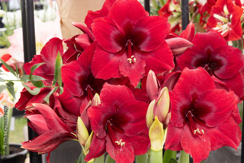 Картината върху платно Vibrant red amaryllis flowers in full bloom with buds at floral display