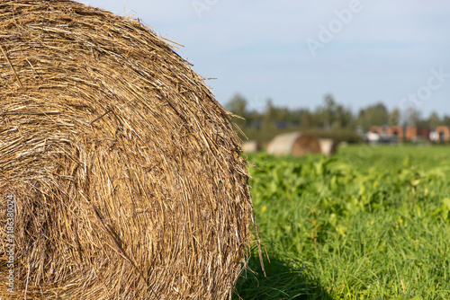 Round Hay Bale in Agricultural Field 