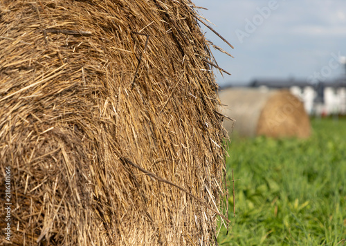Round Hay Bale in Agricultural Field 