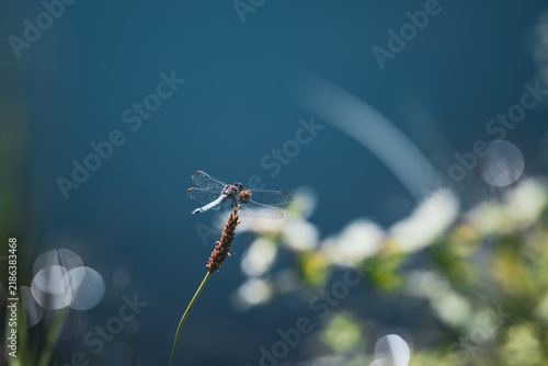 Dragonfly (broad-bodied chaser) on grass in the sun with bokeh background
