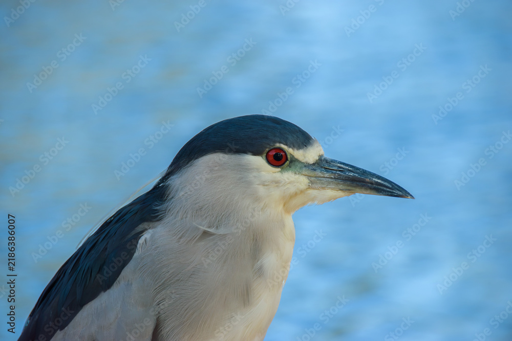 Fototapeta premium Black-crowned night heron waits quietly by the lake, watching the water for a chance to strike at fish and other prey