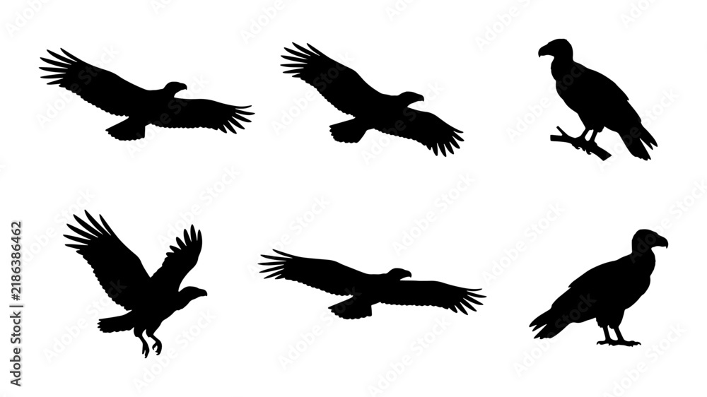Fototapeta premium Bird Silhouettes, Vulture Vector Icons, Raptor Flying Poses, Wildlife Graphic Elements