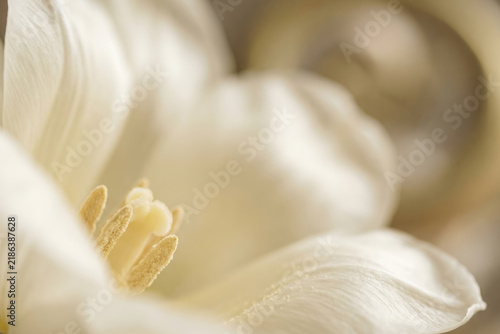 Delicate close-up of a white flower, showcasing its intricate petals and stamen.