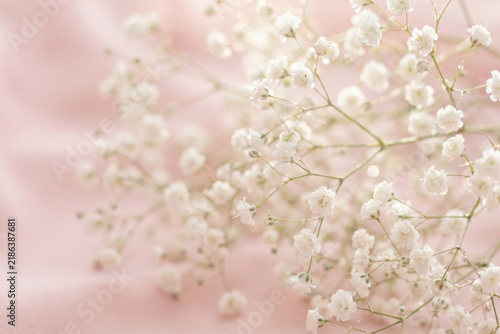 Delicate white gypsophila flowers against a soft pink background, creating a serene and elegant atmosphere.