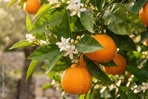 A vibrant close-up of ripe oranges hanging on a tree with delicate white blossoms, basking in warm golden sunlight.