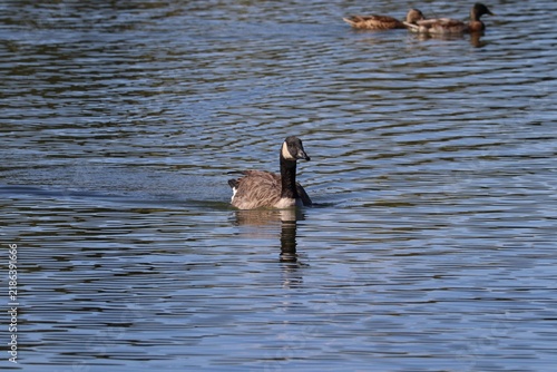 Canada Goose (Branta canadensis) is out on the local lake.