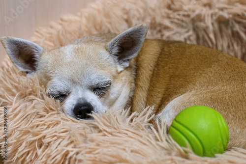 Obraz na plátně A portrait of a cute cream-colored Chihuahua sleeping on a cozy and soft dog bed