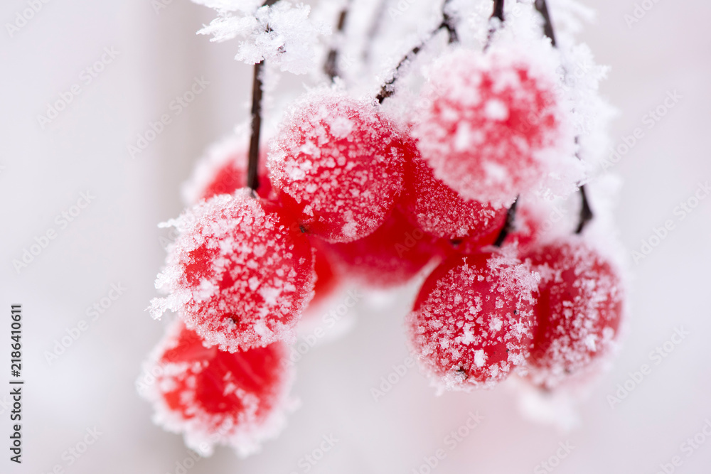 Obraz premium Rote Vogelbeeren mit Raureif bei Frost am Lech bei Landsberg