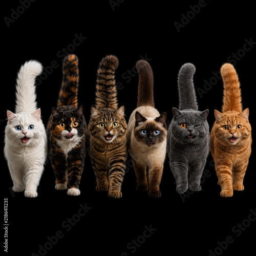 six cats walking forward in a line on black background, captured in symmetrical composition with diverse fur colors and expressive faces under soft lighting