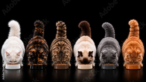 six cats eating from bowls in a row on black background, showcasing symmetry, diverse fur colors and textures in a minimalist composition with soft lighting