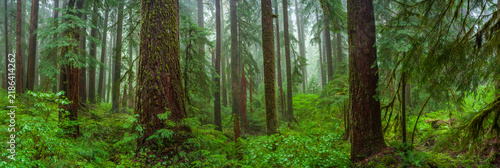 Quadro su tela Beautiful wide panoramic view of ancient mossy trees and misty pine forest