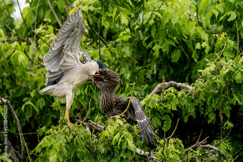 Foto Two grey herons in a tense midair confrontation among dense green foliage, wings