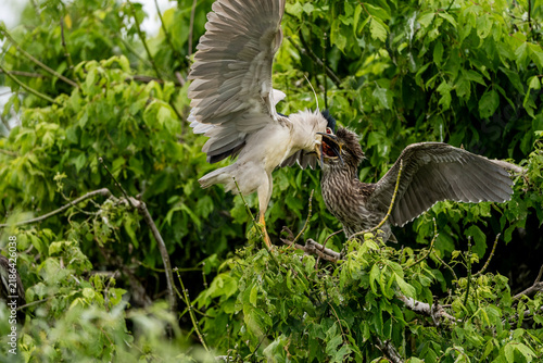 фотографія Two herons in midair tussle above dense green foliage in a wetland, dramatic wil