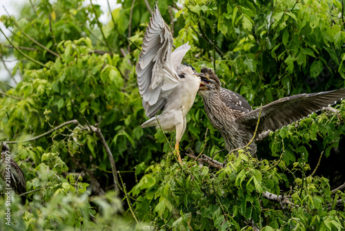 Obraz na plátne Two juvenile night herons flapping wings and interacting in dense green wetland