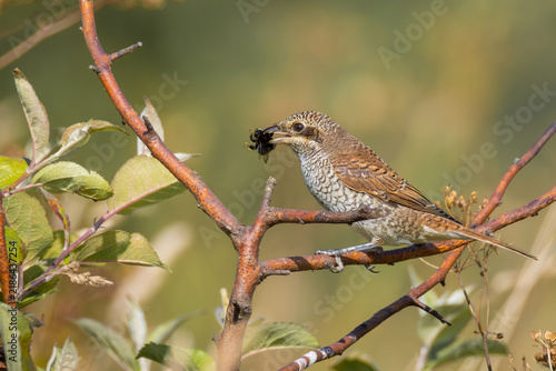 Fotografie Red-backed shrike Lanius collurio with bumblebee prey in beak on branch