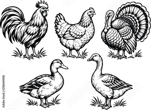 Farm poultry collection rooster hen turkey duck and goose illustration