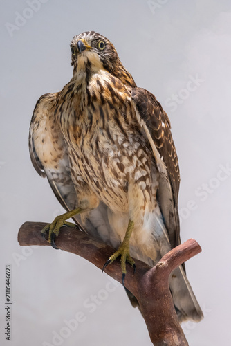 Fotografie Crested Goshawk (Accipiter trivirgatus) taxidermy specimen perched on driftwood in studio setup