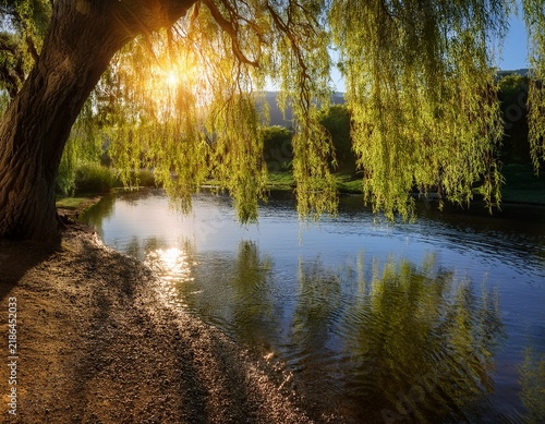 weeping willow tree by tranquil river establishing serenity