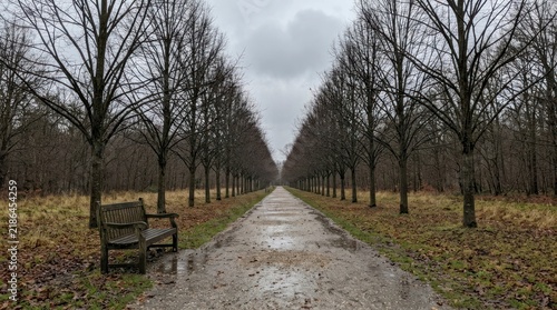 Wooden bench beside a wet pathway lined with leafless trees, overcast sky in a peaceful autumn forest.