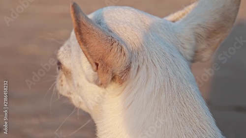 Dog enjoying the sun during a warm afternoon in the park, chihuahua
