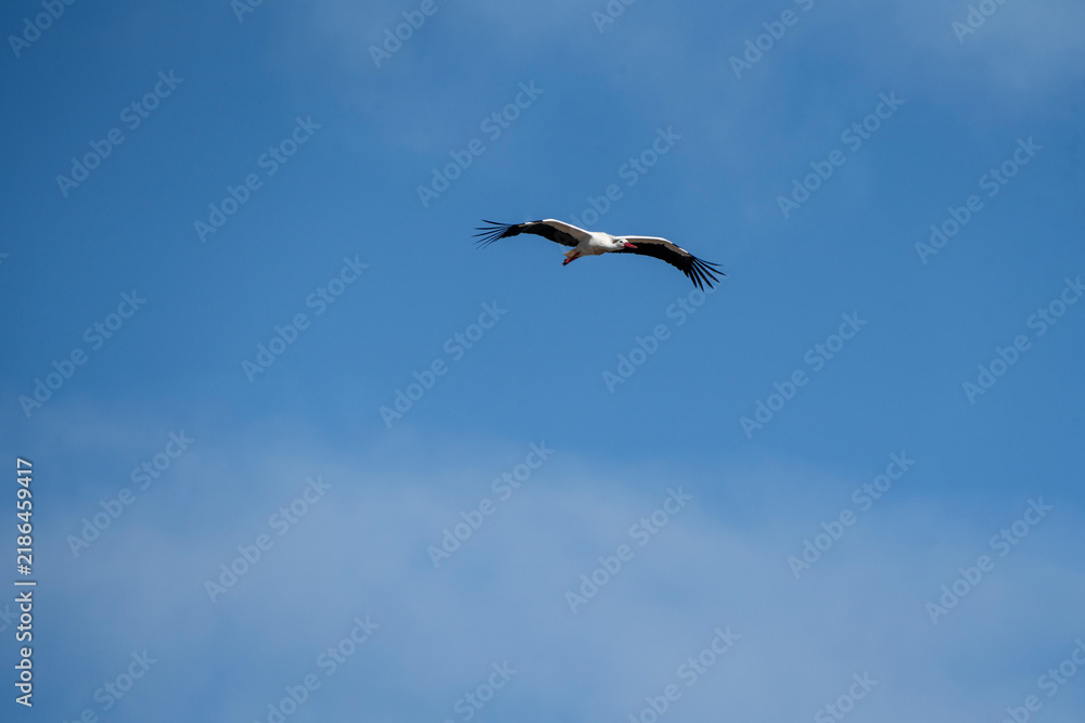 Fototapeta premium White stork soaring with outstretched wings in a clear blue sky with light wispy clouds