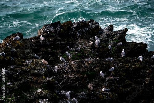 Obraz na plátně Seabirds clustered on dark coastal rocks beside choppy green ocean waves, rugged