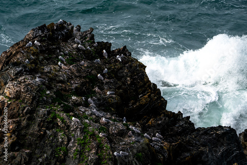Rocky coastal cliff covered with seabirds as powerful waves crash against jagged black rocks and spray into the turbulent ocean