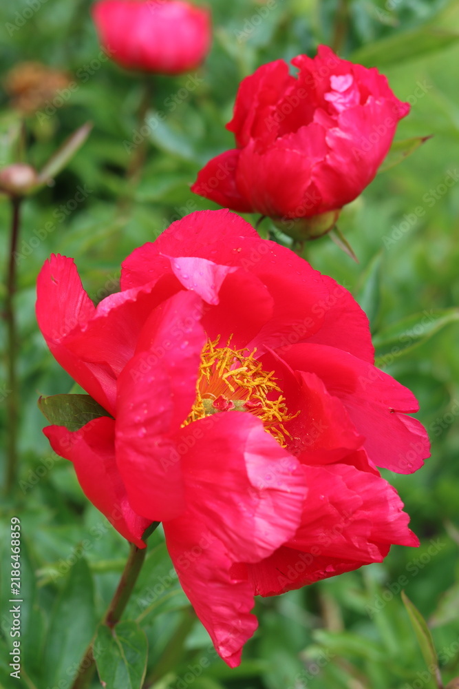 Obraz premium Peony flowers in a garden