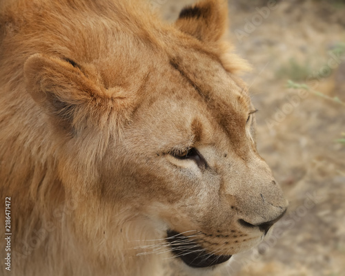 Canvas Print Close-up of a young male lion with a short light mane and intense gaze
