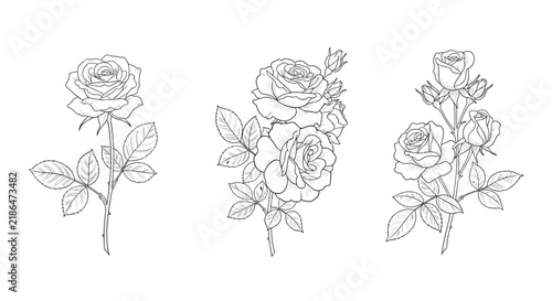 Collection of beautiful rose flowers with leaves and buds drawn in an elegant vintage engraving line art sketch style.